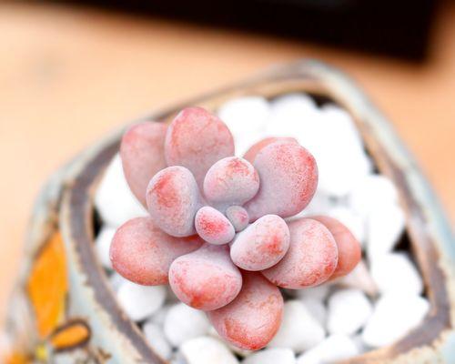 多肉桃蛋的适宜盆栽类型是什么？