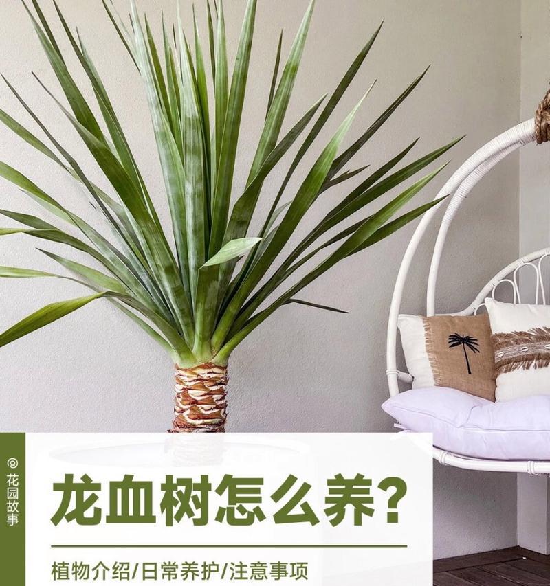 龙血树的养殖方法是什么？怎样才能养好龙血树？