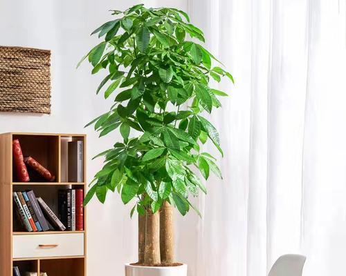 办公室里哪种植物最适宜？