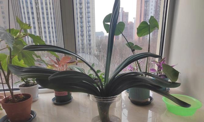 哪些花草具有吸收甲醛的能力？