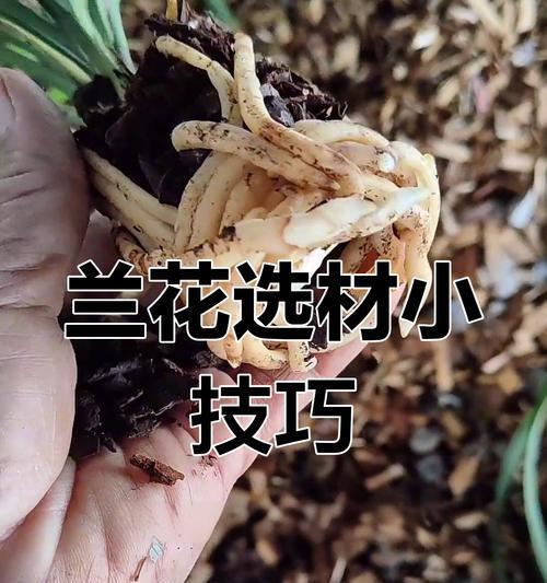 兰花室内养护需要注意哪些问题？如何保持兰花健康？
