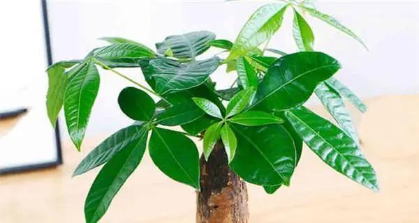 发财树与发财果种植难度比较？