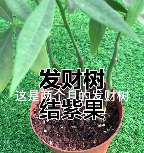 发财树与发财果种植难度比较？