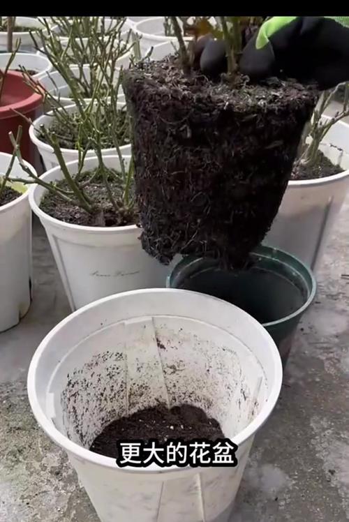 月季换盆的正确步骤是什么？换盆后如何促进恢复生长？