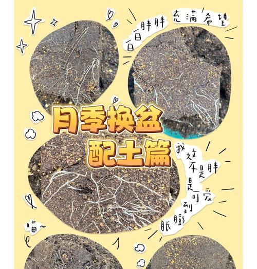 月季换盆的正确步骤是什么？换盆后如何促进恢复生长？