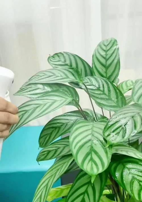 飞羽的饲养方法有哪些？如何保持其健康？
