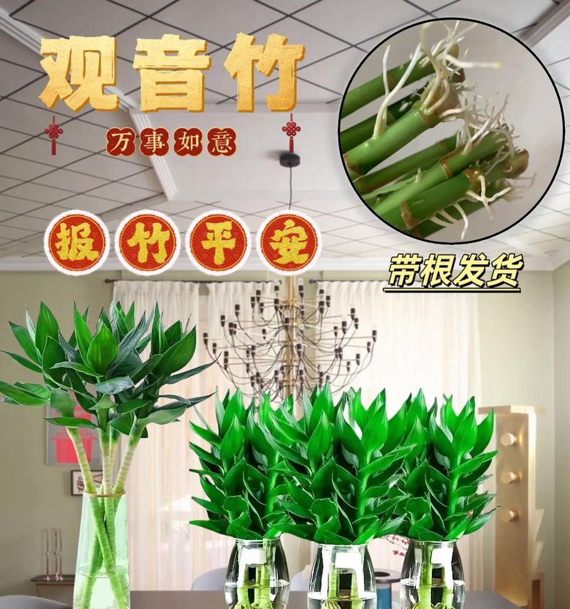 观音竹水养的正确方法?水养观音竹的日常管理?