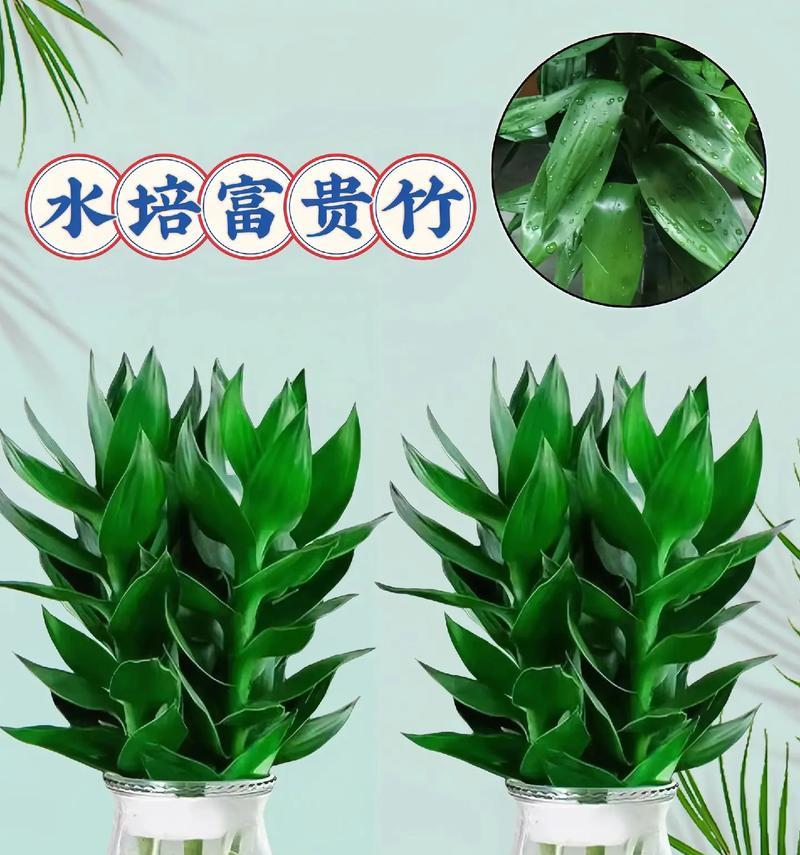 观音竹水养的正确方法？水养观音竹的日常管理？