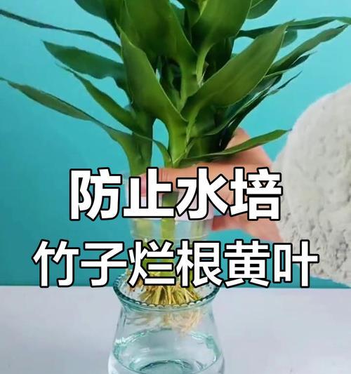 观音竹水养的正确方法？水养观音竹的日常管理？