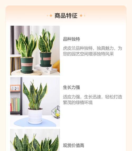 虎皮兰出现虫害怎么处理？有哪些防治方法？
