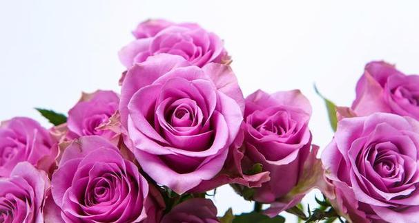 花的颜色代表什么含义？如何根据颜色选择花卉？