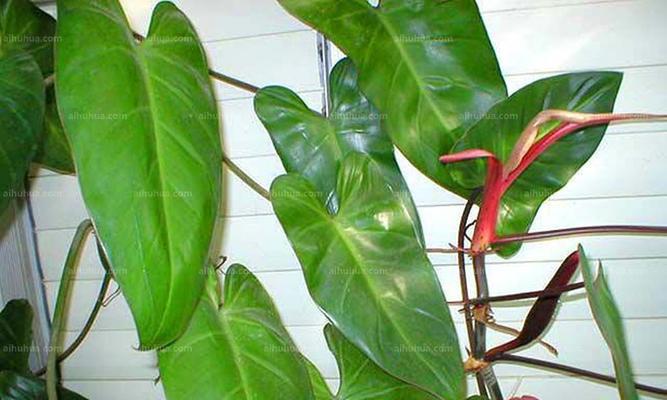绿宝石植物繁殖方法有哪些？
