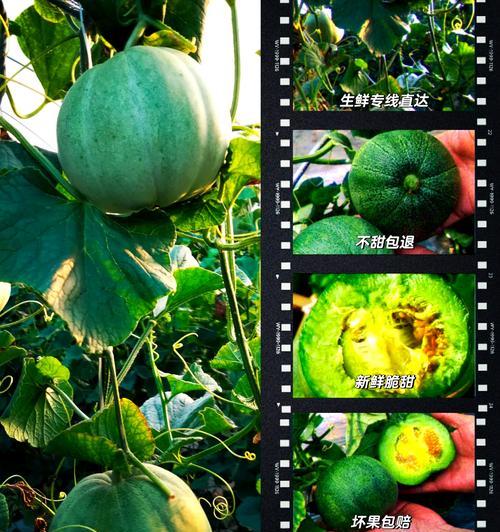 绿宝石植物繁殖方法有哪些？