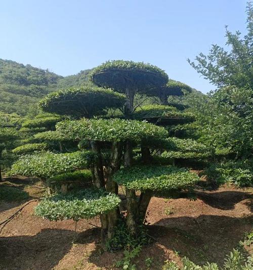 对节白蜡修剪的最佳时机？