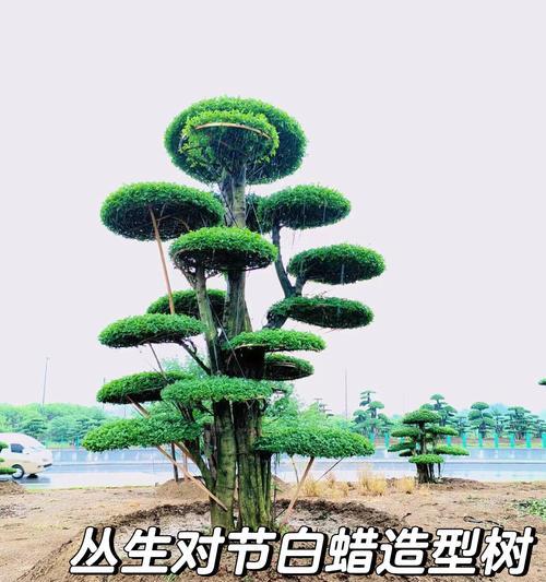 对节白蜡修剪的最佳时机？