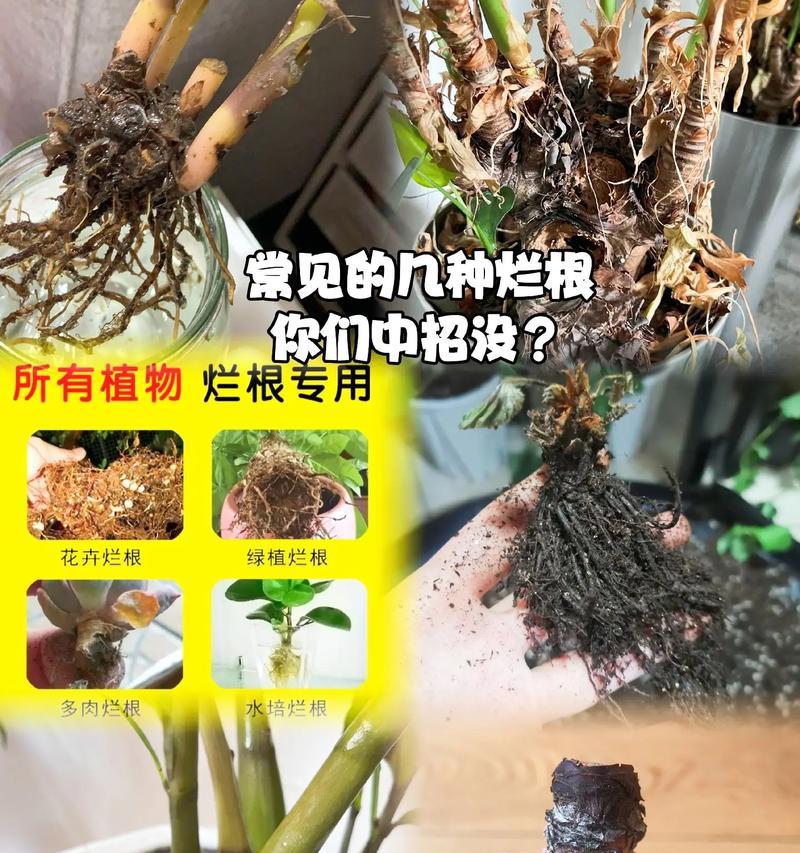 多肉植物出现烂根如何处理？如何预防多肉植物烂根？