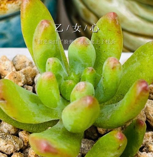 多肉植物出现烂根如何处理？如何预防多肉植物烂根？