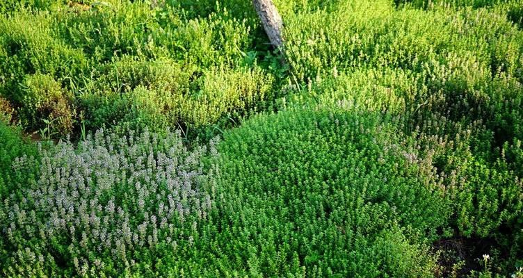 百里香的种植方法是什么？如何进行繁殖和管理？