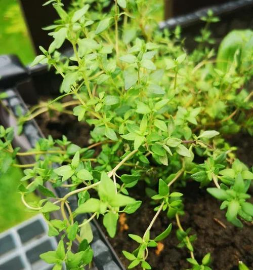 百里香的种植方法是什么？如何进行繁殖和管理？
