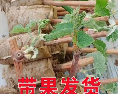 盆栽葡萄增产的秘诀是什么？如何进行有效管理？