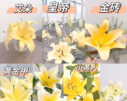 香水百合常见的颜色有哪些？它们各自代表什么意义？