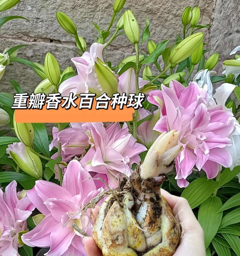 香水百合常见的颜色有哪些？它们各自代表什么意义？
