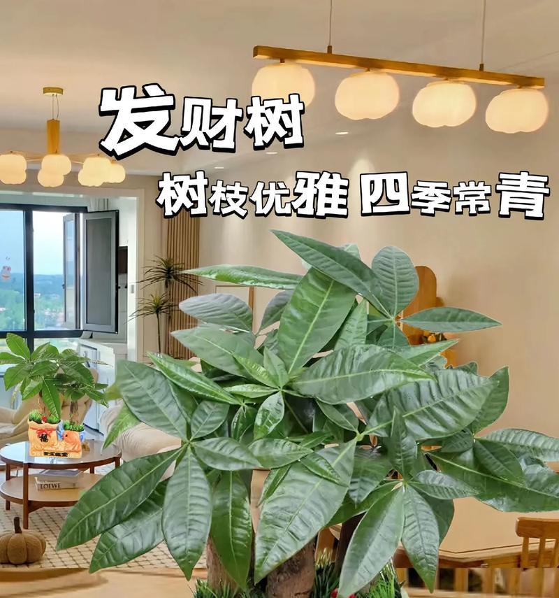 发财树的特性是什么？为什么被称为发财树？