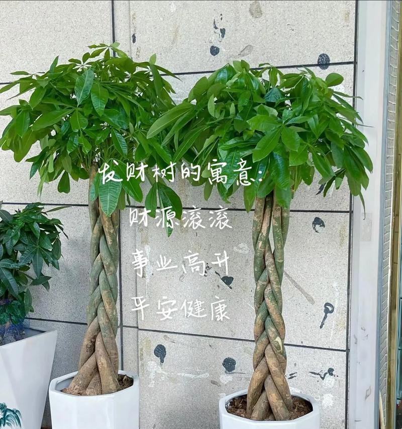 发财树的特性是什么？为什么被称为发财树？