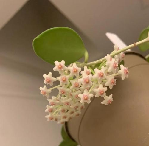 喷喷香植物的养殖技巧有哪些？如何保持其香气？