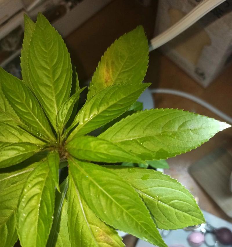 植物叶子发黄的原因是什么？如何处理才能恢复绿色？