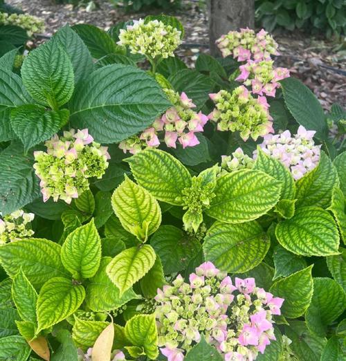 植物叶子发黄的原因是什么？如何处理才能恢复绿色？