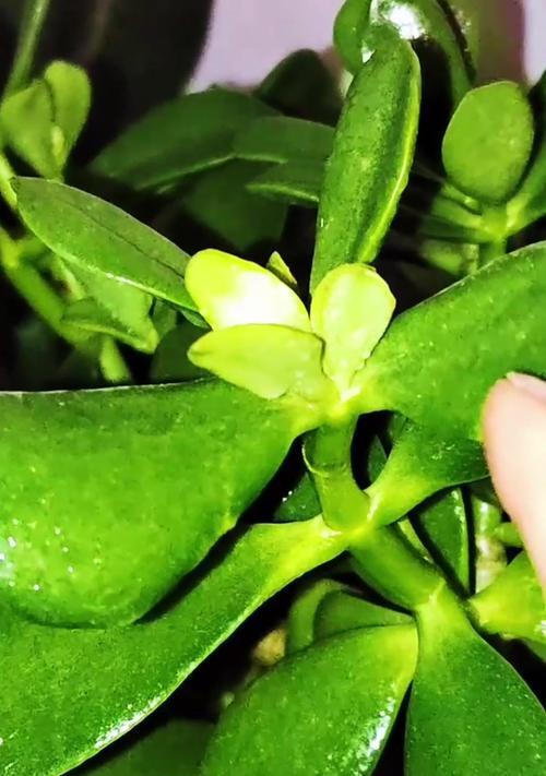 植物叶子发黄的原因是什么？如何处理才能恢复绿色？