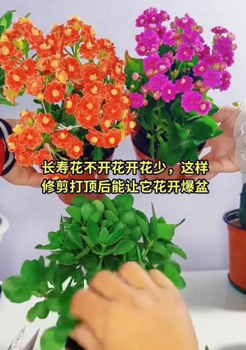 长寿花不开花怎么办？如何促进其开花？