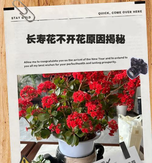 长寿花不开花怎么办？如何促进其开花？