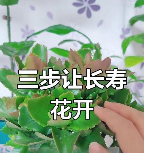 长寿花不开花怎么办？如何促进其开花？
