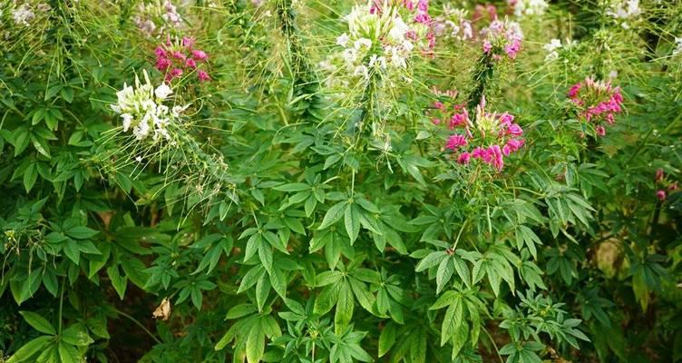 醉蝶花怎么种？醉蝶花的种植步骤是什么？