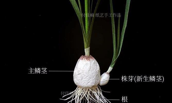 水仙花的繁殖方法有哪些？如何提高繁殖成功率？