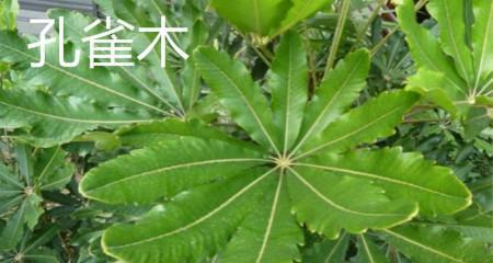 孔雀木的养护方法是什么？如何保持其鲜艳的色彩？
