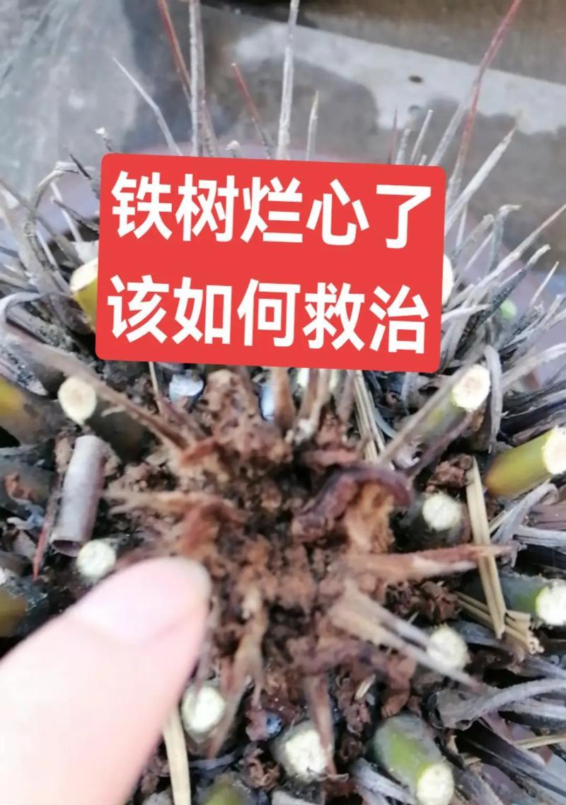 铁树冬季养护的要点是什么？如何避免冻害？