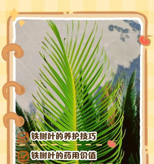 铁树冬季养护的要点是什么？如何避免冻害？