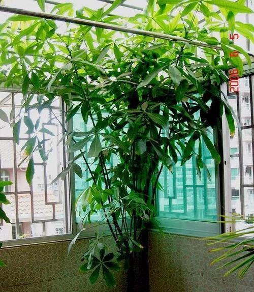 院子里的发财树怎么养才旺最好？有哪些养护技巧？