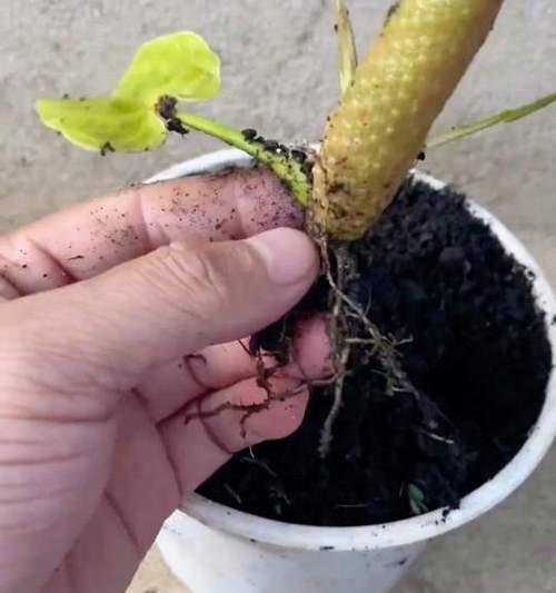 红掌如何繁殖？有哪些有效的方法？