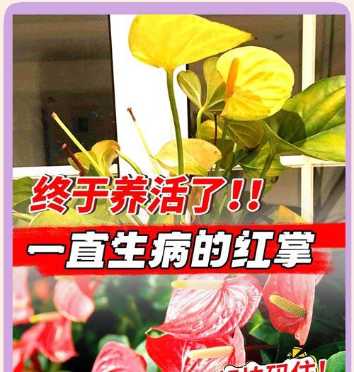 红掌如何繁殖？有哪些有效的方法？