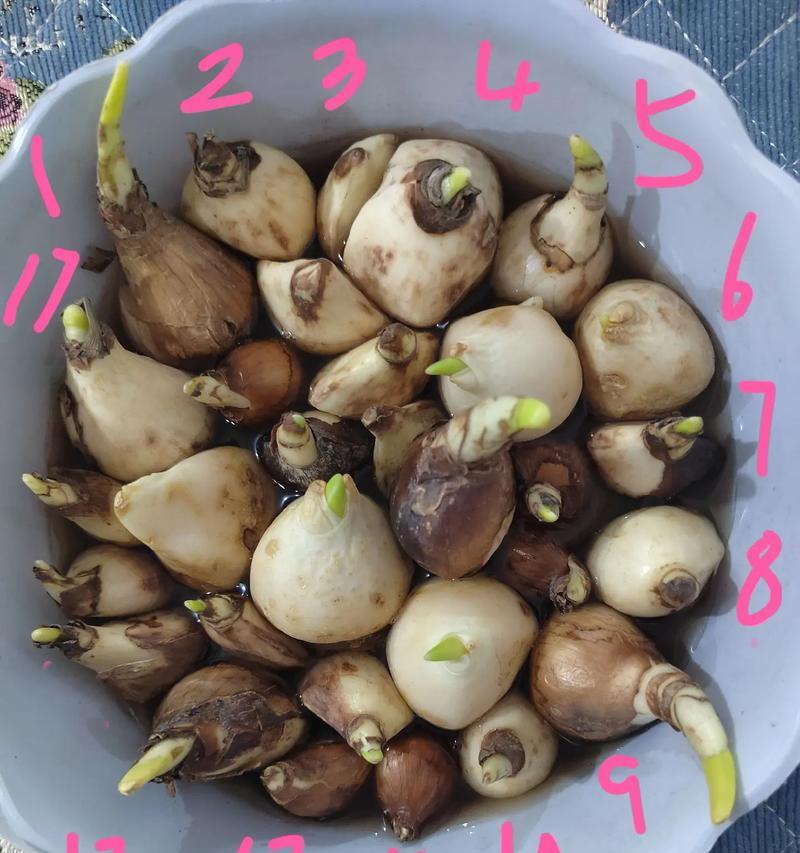 水仙花的开花时间是什么时候？