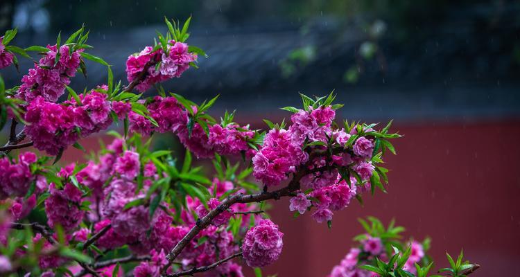 碧桃的养护要点是什么?如何让碧桃花开得更繁茂?