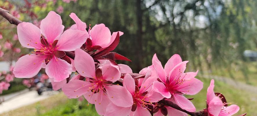 碧桃的养护要点是什么？如何让碧桃花开得更繁茂？