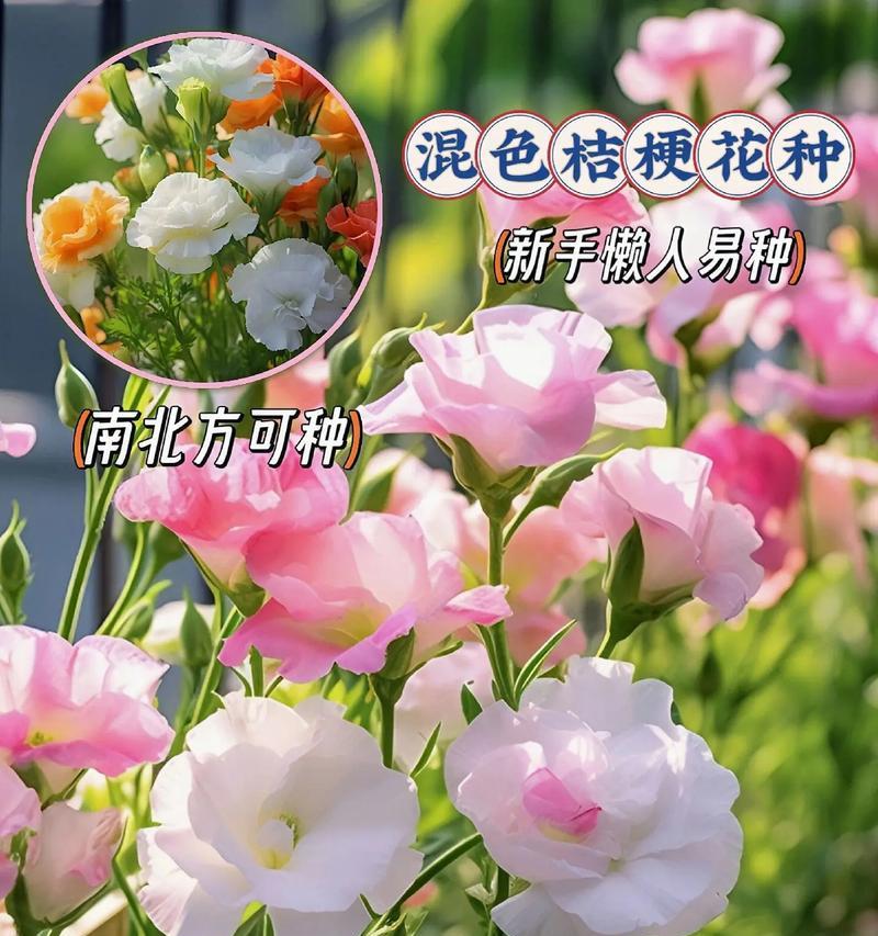洋桔梗花的养护方法是什么？洋桔梗如何养好？