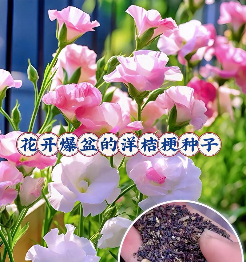 洋桔梗花的养护方法是什么？洋桔梗如何养好？