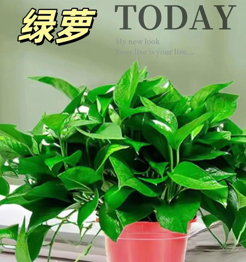 网购绿萝的养殖方法是什么？如何让网购绿萝健康成长？