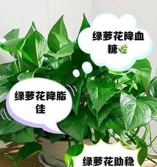 网购绿萝的养殖方法是什么？如何让网购绿萝健康成长？